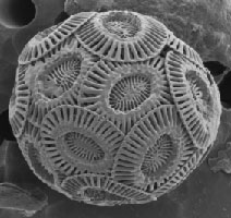 235HE-24_q033 Ehux image credit Hallegraeff