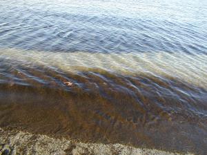 Bands of algae on a Romanian beach