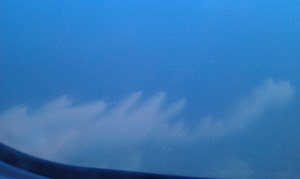 Microcystis bloom in Lake Erie 2011 AMG