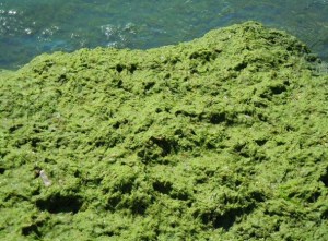 Microcystis2014LakeErieFromFlicker