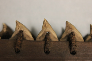 Shark teeth from a Gilbertese weapon. These can be used to look at the historical ecology of predator communities 