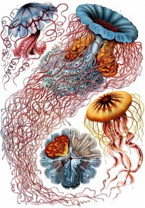haeckel_discomedusae_8