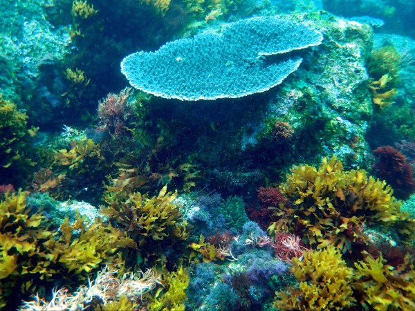 Shikine habitat - Ben Harvey SMRC